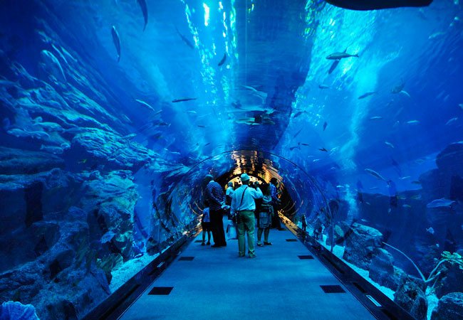 dubai-aquarium-and-underwater-zoo